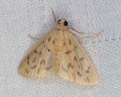 Tabidia obvia