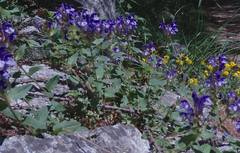 Scutellaria alpina
