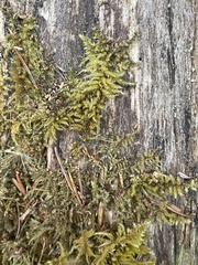 Kindbergia oregana