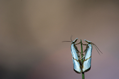 Pseudargyria interruptella