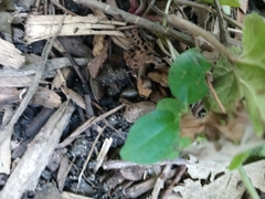 Armadillidium vulgare
