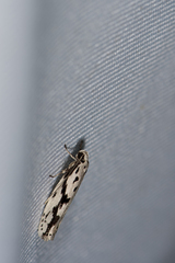Ethmia zygospila
