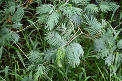 Leucaena pulverulenta