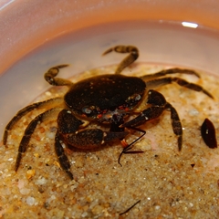 Cryptopotamon anacoluthon