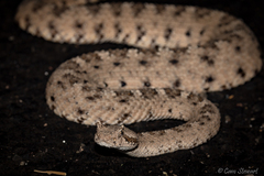 Crotalus cerastes laterorepens