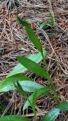 Pterostylis foliata