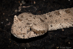 Crotalus cerastes laterorepens