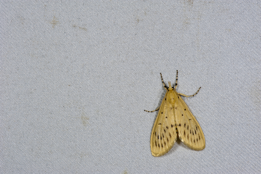 Eusabena setinalis
