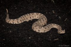 Crotalus cerastes laterorepens