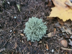 Ramalina americana