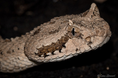 Crotalus cerastes laterorepens