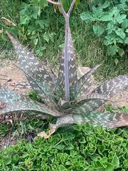 Aloe maculata