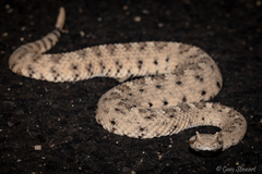 Crotalus cerastes laterorepens