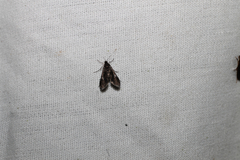 Acentropinae