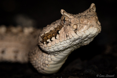 Crotalus cerastes laterorepens