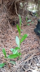Pterostylis foliata