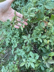 Rubus trivialis