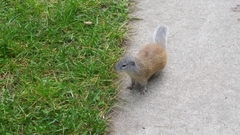 Poliocitellus franklinii