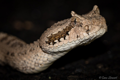 Crotalus cerastes laterorepens
