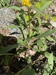 Solidago simplex simplex