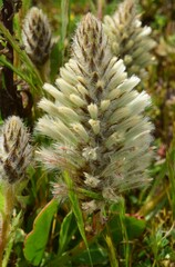 Ptilotus nobilis