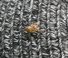 Opisthoncus sexmaculatus