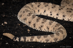 Crotalus cerastes laterorepens