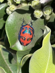 Tectocoris diophthalmus