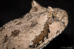 Crotalus cerastes laterorepens