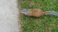 Poliocitellus franklinii