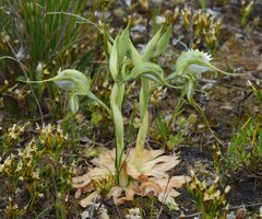 Pterostylis pedina