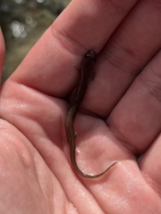 Eurycea nana