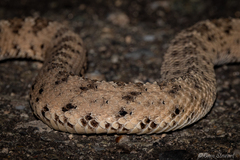 Crotalus cerastes laterorepens