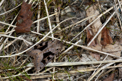 Clavipalpula aurariae