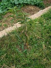 Persicaria barbata