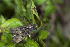 Dipterygina cupreotincta