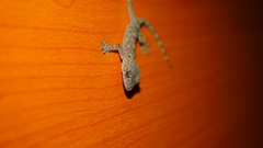 Gekko chinensis