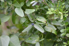 Cocculus diversifolius