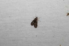 Acentropinae
