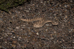 Crotalus cerastes laterorepens