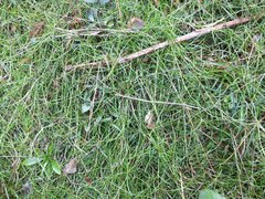 Schoenus maschalinus