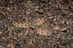Crotalus cerastes laterorepens