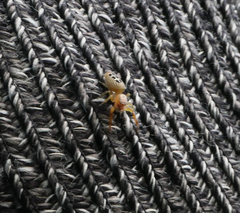 Opisthoncus sexmaculatus