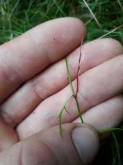 Schoenus maschalinus