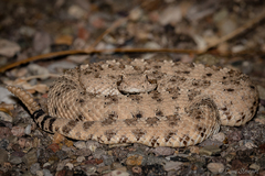 Crotalus cerastes laterorepens