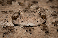 Crotalus cerastes laterorepens