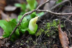 Pterostylis venosa