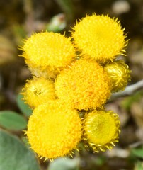 Chrysocephalum apiculatum
