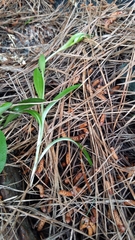 Pterostylis foliata