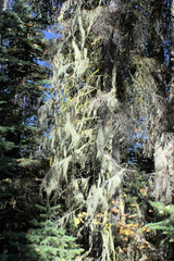 Alectoria sarmentosa